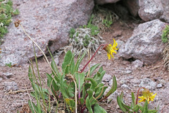 Senecio amplectens holmii