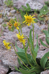 Senecio amplectens holmii