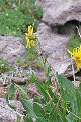 Senecio amplectens holmii