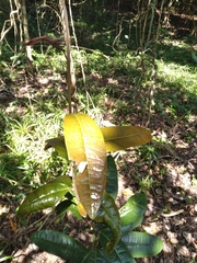 Acridocarpus natalitius