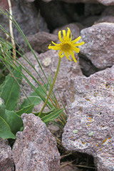 Senecio amplectens holmii