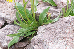 Senecio amplectens holmii