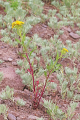 Senecio eremophilus kingii