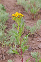 Senecio eremophilus kingii