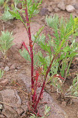 Senecio eremophilus kingii