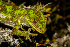 Naultinus stellatus