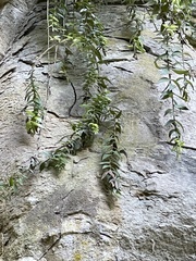 Metrosideros colensoi