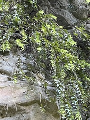 Metrosideros colensoi