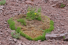 Silene acaulis subacaulescens