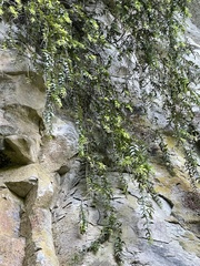 Metrosideros colensoi