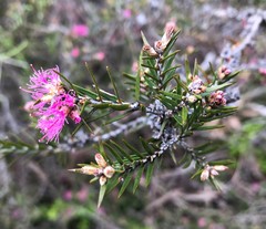 Melaleuca wilsonii