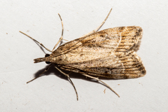 Eudonia chalara