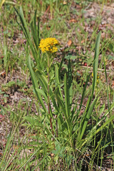 Solidago multiradiata scopulorum