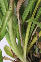 Solidago multiradiata scopulorum