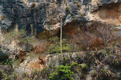 Cephalocereus apicicephalium