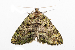 Austrocidaria callichlora