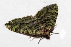 Austrocidaria callichlora