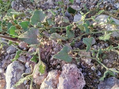 Aristolochia wrightii