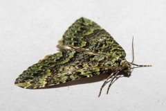 Austrocidaria callichlora