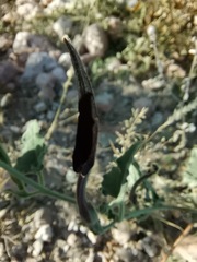 Aristolochia wrightii