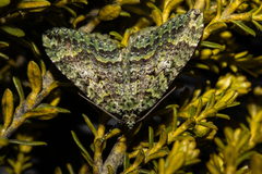 Austrocidaria callichlora