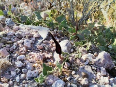 Aristolochia wrightii