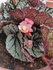 Begonia rex-cultorum