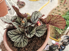 Begonia rex-cultorum
