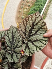 Begonia rex-cultorum