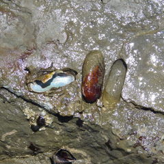 Zelithophaga truncata