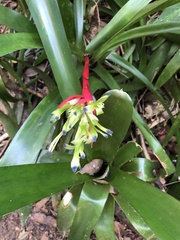 Billbergia amoena
