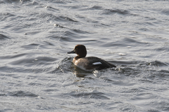 Aythya fuligula