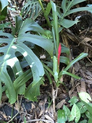 Billbergia amoena