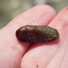 Zelithophaga truncata