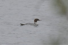 Mergus merganser