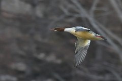 Mergus merganser