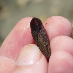 Zelithophaga truncata