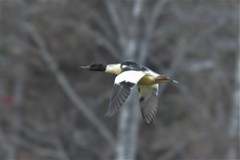 Mergus merganser