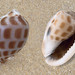 photo of Checkerboard Bonnet Snail (Phalium areola)