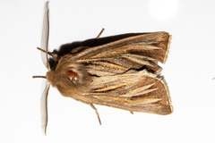 Ichneutica ceraunias