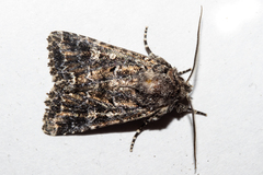 Ichneutica lithias