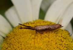 Protosynaema steropucha