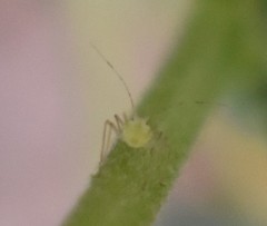 Aphididae