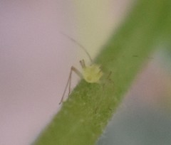 Aphididae