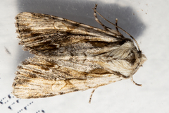 Ichneutica paracausta