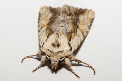 Ichneutica paracausta