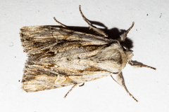 Ichneutica paracausta