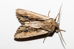 Ichneutica paracausta