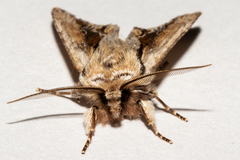 Ichneutica paracausta