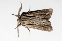 Ichneutica paracausta